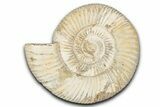 Jurassic Ammonite (Perisphinctes) Fossil - Madagascar #337691-1